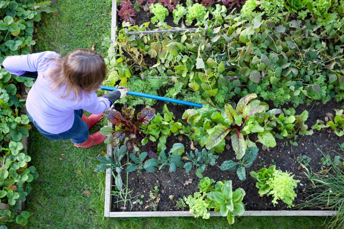 A maneira correta de fazer horta em casa: saiba com o que começar e jeito certo! - Fonte/Canva