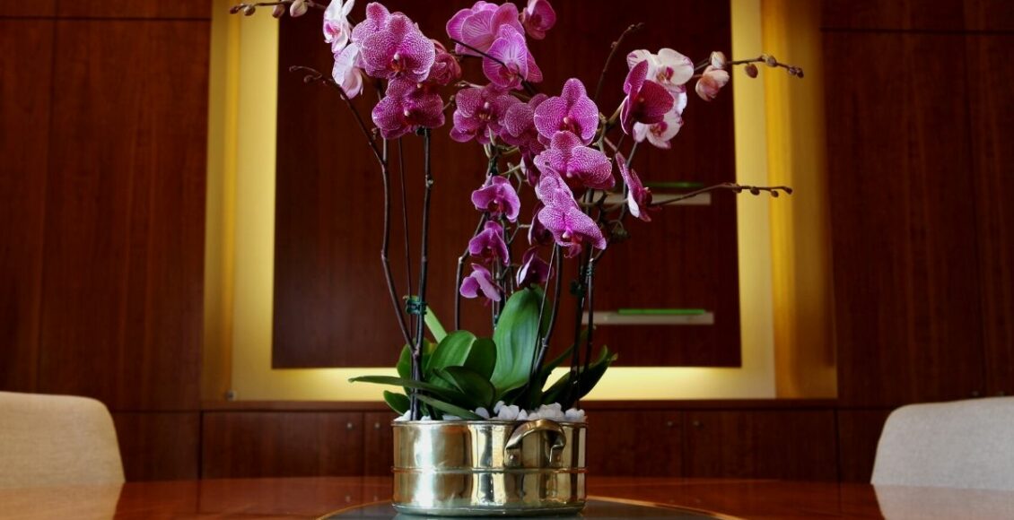 Conheça 3 erros de cultivo que podem matar suas orquídeas - Imagem Canva Pró