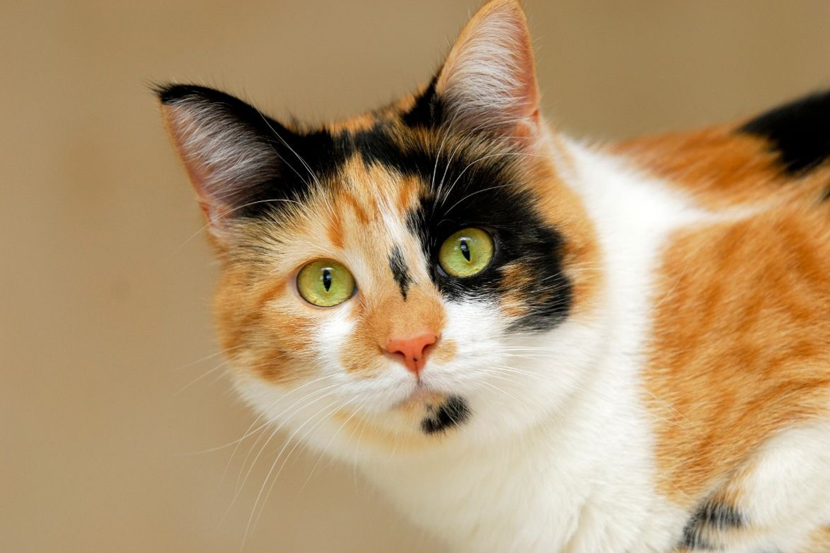 Известно что трехшерстные кошки. Черепаховая кошка Калико. Калико табби. Порода Калико. Сибирская кошка трехцветная короткошерстная.