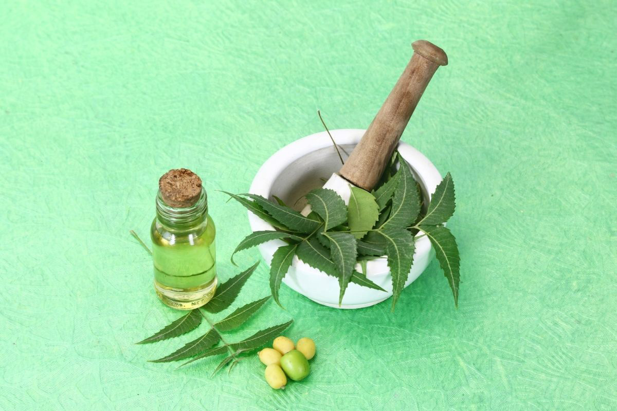 Óleo de neem; descubra as vantagens desse produto natural - Imagem Canva Pró