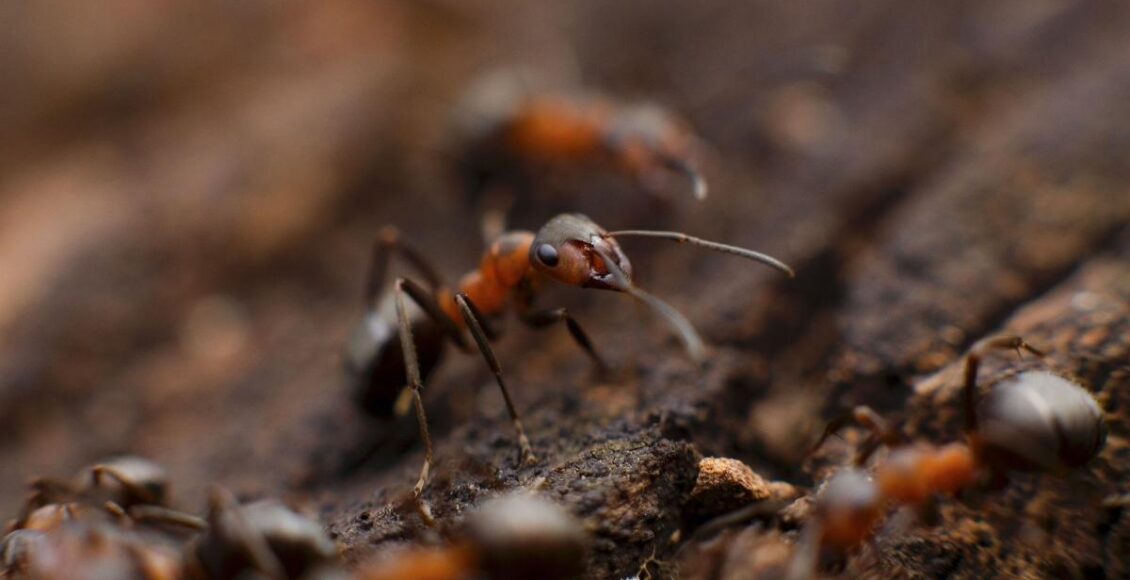 Aprenda a se livrar dos formigueiros do quintal com essas dicas de mestre; faça isso hoje mesmo - Fonte/Canva