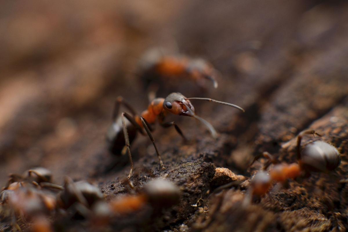 Aprenda a se livrar dos formigueiros do quintal com essas dicas de mestre; faça isso hoje mesmo - Fonte/Canva